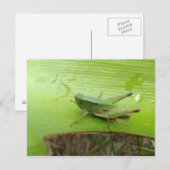 Grasshopper Briefkaart (Voorkant / Achterkant)