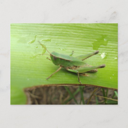 Grasshopper Briefkaart (Voorkant)