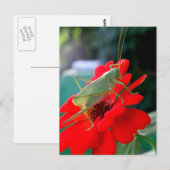 Grasshopper Briefkaart (Voorkant / Achterkant)