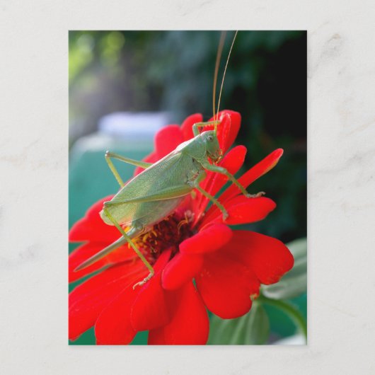 Grasshopper Briefkaart (Voorkant)