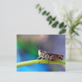 Grasshopper Briefkaart (Staand voorkant)