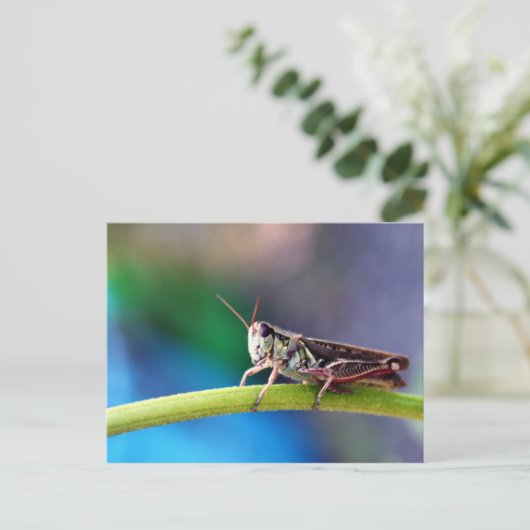 Grasshopper Briefkaart (Staand voorkant)