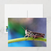 Grasshopper Briefkaart (Voorkant / Achterkant)