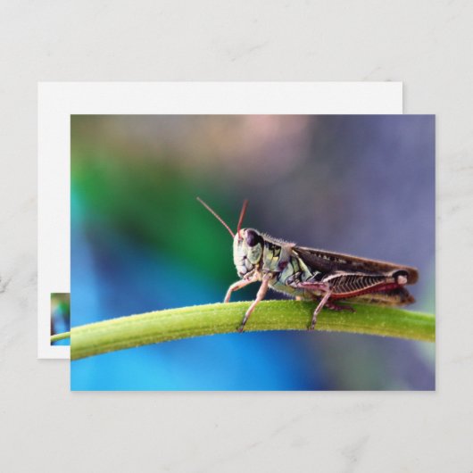 Grasshopper Briefkaart (Voorkant / Achterkant)