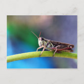 Grasshopper Briefkaart (Voorkant)