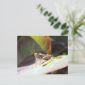Grasshopper Briefkaart (Staand voorkant)