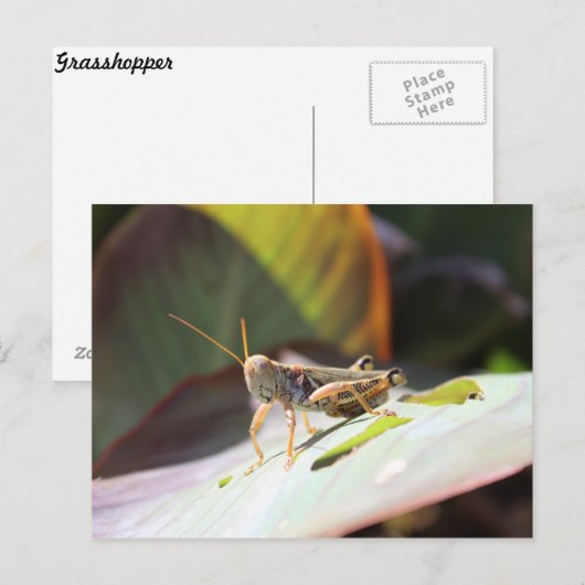 Grasshopper Briefkaart (Voorkant / Achterkant)