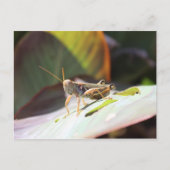 Grasshopper Briefkaart (Voorkant)