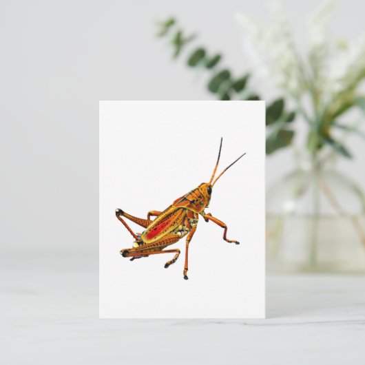 Grasshopper Briefkaart (Staand voorkant)
