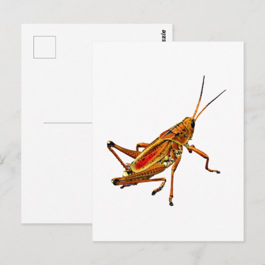 Grasshopper Briefkaart (Voorkant / Achterkant)