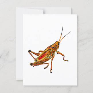 Grasshopper Briefkaart