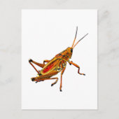 Grasshopper Briefkaart (Voorkant)