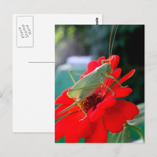 Grasshopper Briefkaart (Voorkant / Achterkant)
