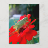 Grasshopper Briefkaart (Voorkant)