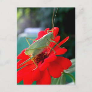 Grasshopper Briefkaart