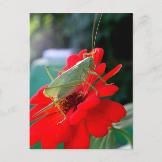Grasshopper Briefkaart (Voorkant)