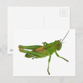Grasshopper Briefkaart (Voorkant / Achterkant)