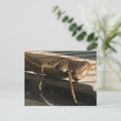 Grasshopper Briefkaart (Staand voorkant)