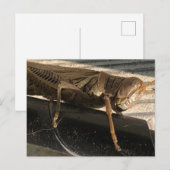Grasshopper Briefkaart (Voorkant / Achterkant)