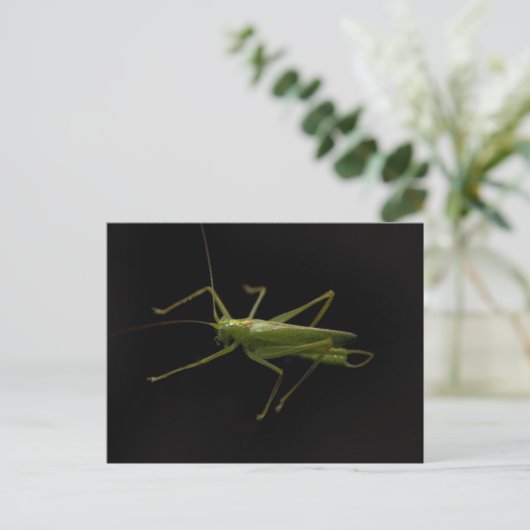 grasshopper briefkaart (Staand voorkant)