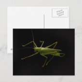 grasshopper briefkaart (Voorkant / Achterkant)