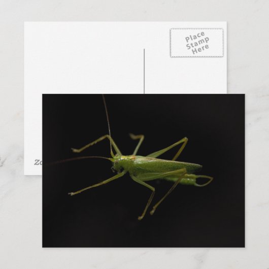grasshopper briefkaart (Voorkant / Achterkant)