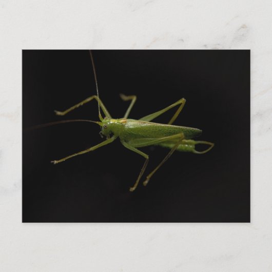 grasshopper briefkaart (Voorkant)