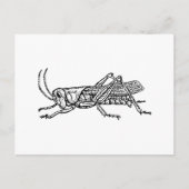 Grasshopper Briefkaart (Voorkant)