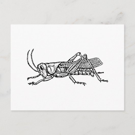 Grasshopper Briefkaart (Voorkant)
