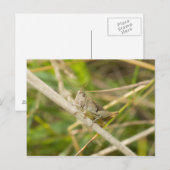 Grasshopper Briefkaart (Voorkant / Achterkant)
