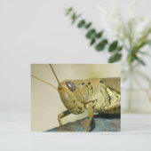 Grasshopper Briefkaart. Briefkaart (Staand voorkant)