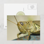 Grasshopper Briefkaart. Briefkaart (Voorkant / Achterkant)