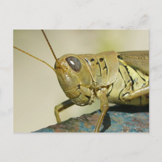 Grasshopper Briefkaart. Briefkaart (Voorkant)