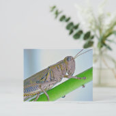 Grasshopper Briefkaart. Briefkaart (Staand voorkant)