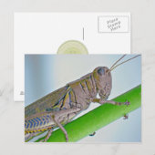 Grasshopper Briefkaart. Briefkaart (Voorkant / Achterkant)