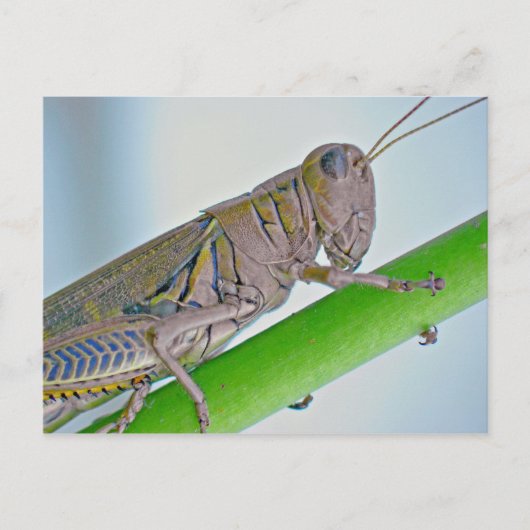 Grasshopper Briefkaart. Briefkaart (Voorkant)