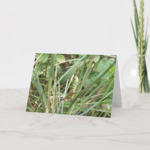 Grasshopper Camouflage Greeting Card Kaart