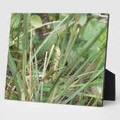 Grasshopper Camouflage Plaque Fotoplaat (Zijkant)