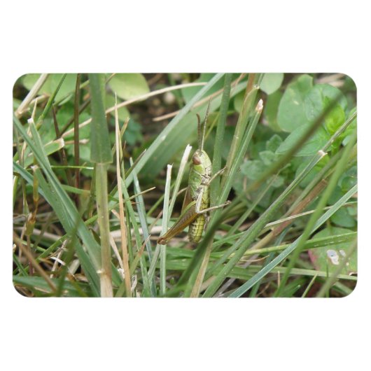 Grasshopper Camouflage Premium Magnet Magneet (Horizontaal)
