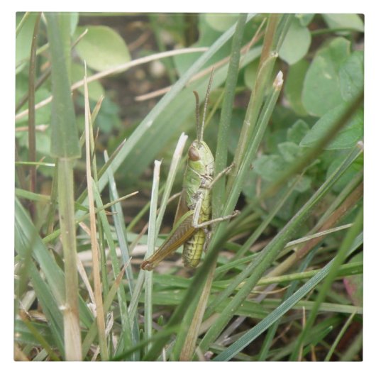 Grasshopper Camouflage Tile Tegeltje (Voorkant)