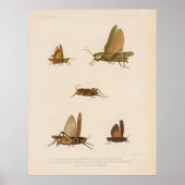 Grasshopper Diagram (1875) Poster (Voorkant)