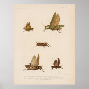 Grasshopper Diagram (1875) Poster