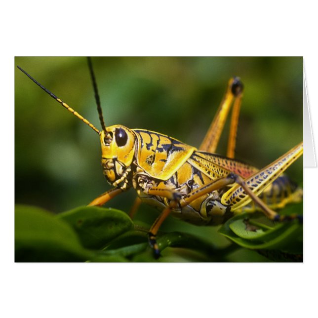 Grasshopper, Everglades National Park, Florida, (Voorkant Horizontaal)