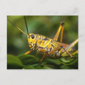 Grasshopper, Everglades National Park, Florida, Briefkaart (Voorkant)