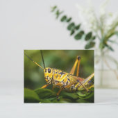 Grasshopper, Everglades National Park, Florida, Briefkaart (Staand voorkant)