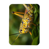 Grasshopper, Everglades National Park, Florida, Magneet (Verticaal)