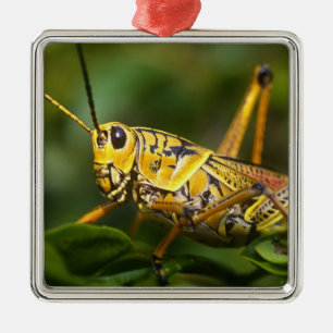 Grasshopper, Everglades National Park, Florida, Metalen Ornament
