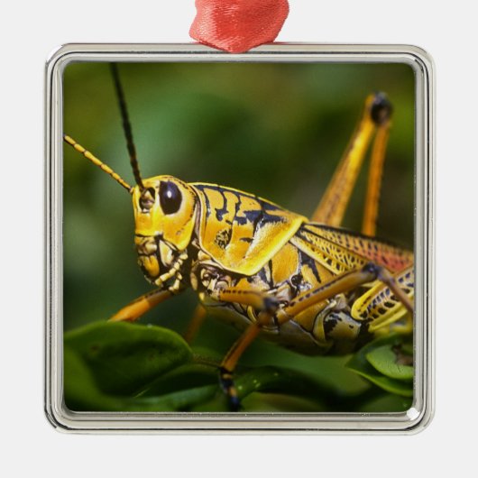 Grasshopper, Everglades National Park, Florida, Metalen Ornament (Voorkant)