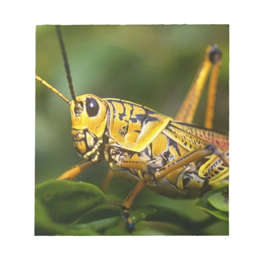 Grasshopper, Everglades National Park, Florida, Notitieblok (Voorkant)