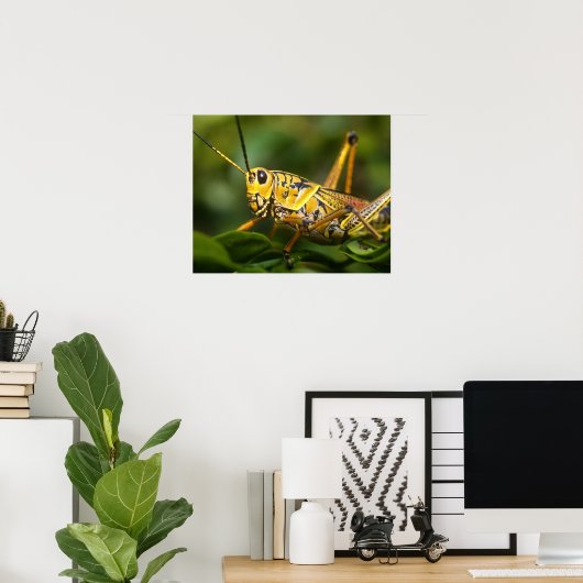 Grasshopper, Everglades National Park, Florida, Poster (Thuiskantoor)